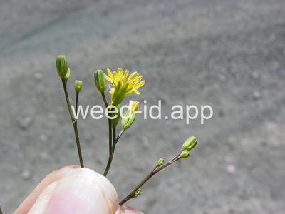 nipplewort