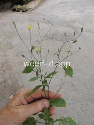 nipplewort