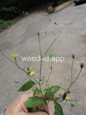 nipplewort