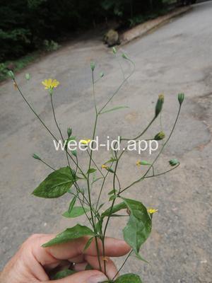 nipplewort