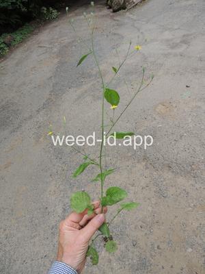 nipplewort