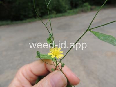 nipplewort