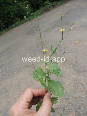 nipplewort