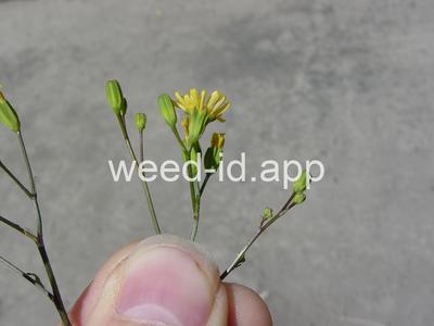 nipplewort