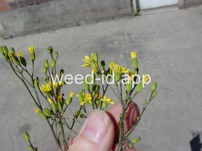 nipplewort