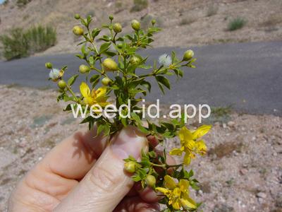 creosotebush