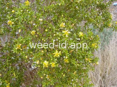 creosotebush