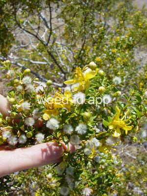 creosotebush