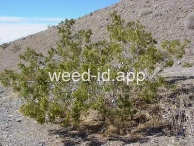 creosotebush