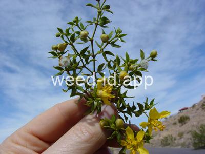creosotebush