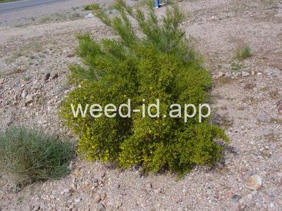 creosotebush
