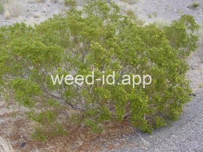 creosotebush