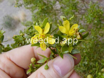 creosotebush