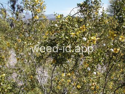 creosotebush