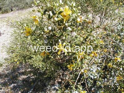 creosotebush