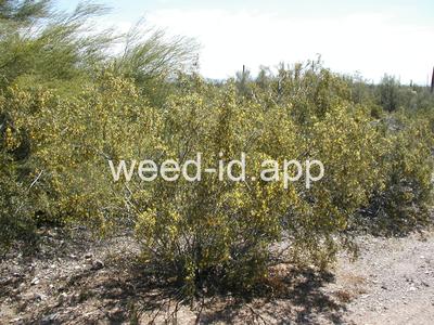creosotebush
