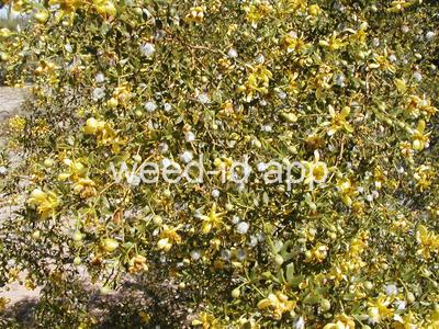 creosotebush