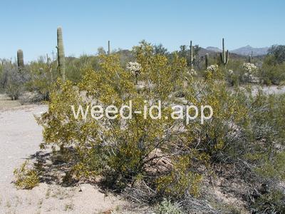 creosotebush