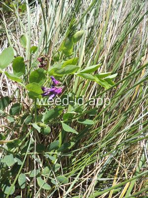 Lathyrus japonicus