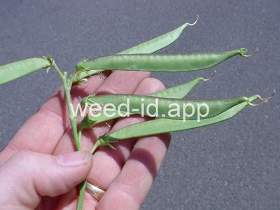 peavine, everlasting