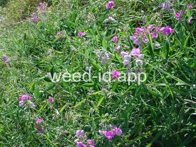 peavine, everlasting