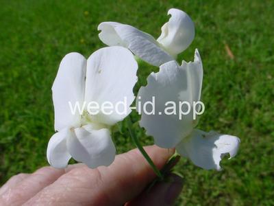 peavine, everlasting