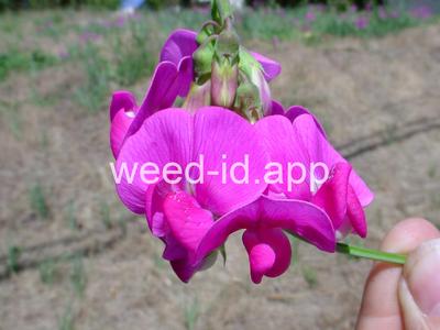 peavine, everlasting