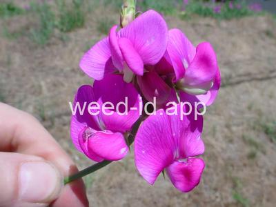 peavine, everlasting