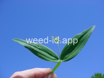 peavine, everlasting