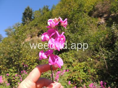 peavine, everlasting