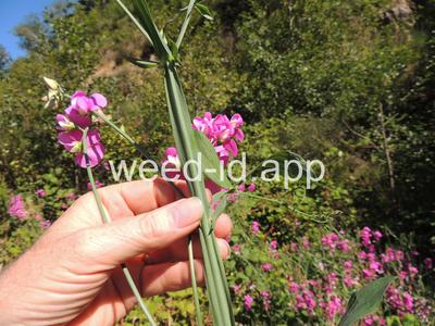 peavine, everlasting