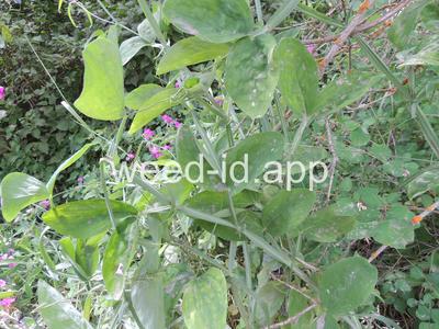 peavine, everlasting