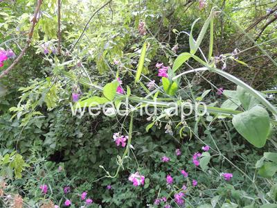 peavine, everlasting