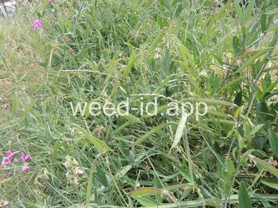 peavine, everlasting