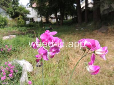 peavine, everlasting