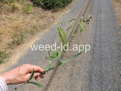 peavine, everlasting