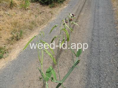 peavine, everlasting