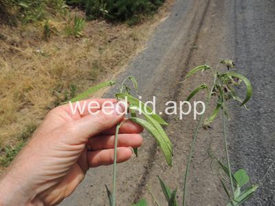 peavine, everlasting