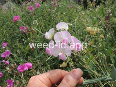 peavine, everlasting