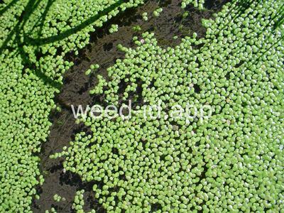 duckweed, common