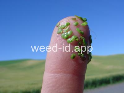 duckweed, common