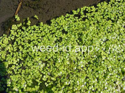 duckweed, common