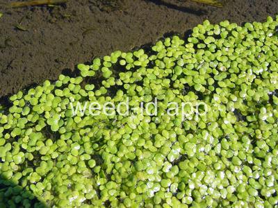 duckweed, common