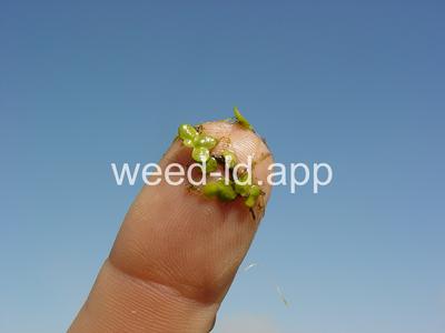 duckweed, common