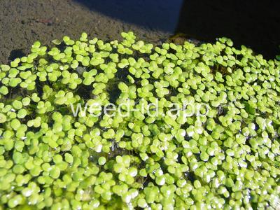 duckweed, common