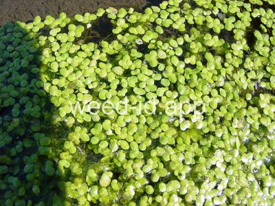duckweed, common