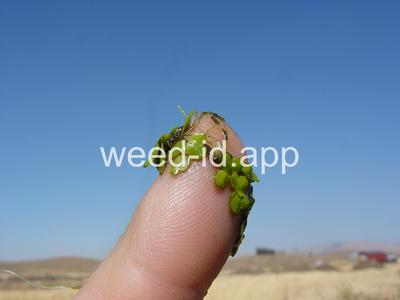 duckweed, common