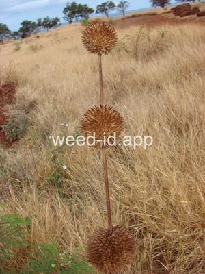 Leonotis nepetifolia