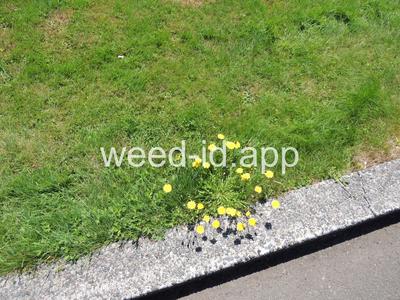 Leontodon nudicaulis