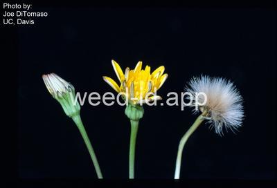 hawkbit, rough